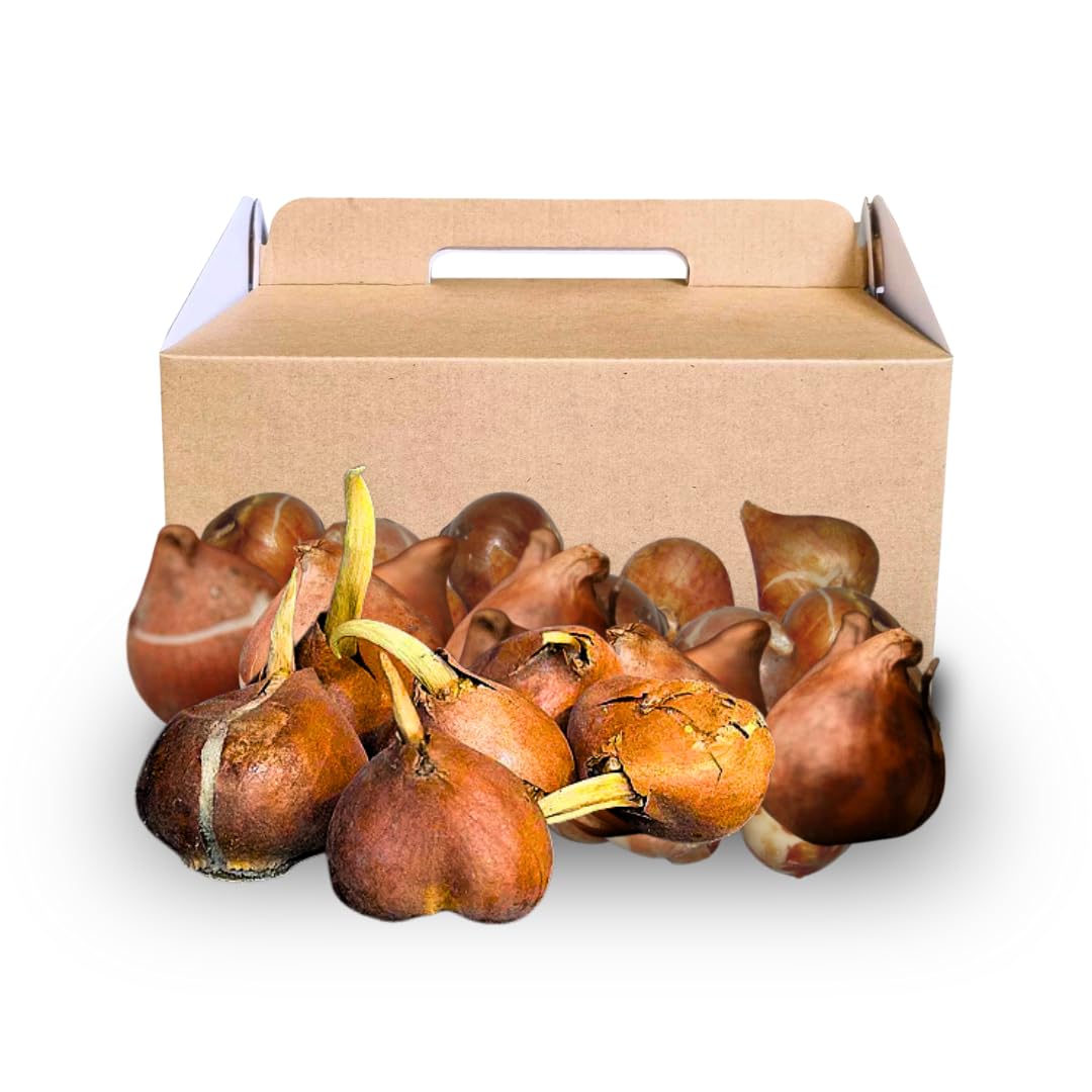 10 Random Tulip Bulbs for Spring Planting, Cold Hardy, Mixed Tulip Color for Gardens, Borders