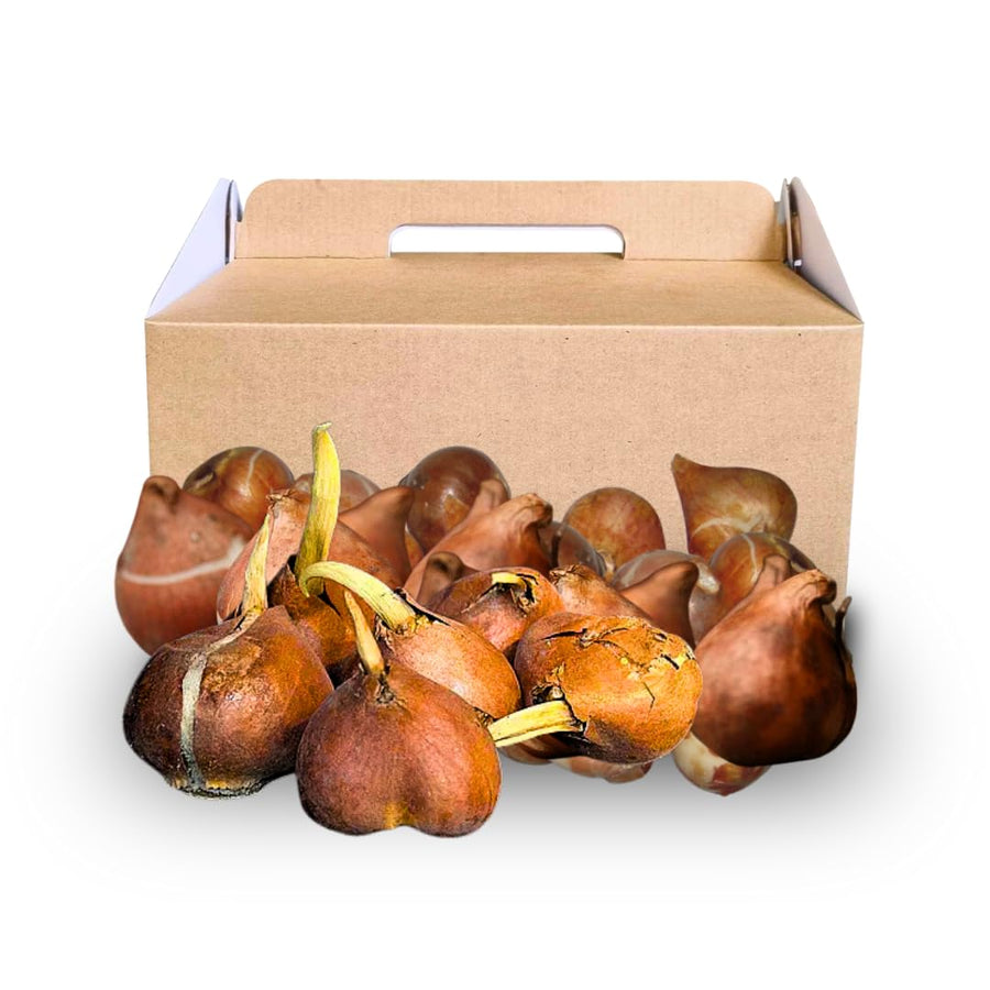 10 Random Tulip Bulbs for Spring Planting, Cold Hardy, Mixed Tulip Color for Gardens, Borders