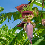 Dwarf Cavendish Banana Tree, 2-3 Feet Tall, Compact Banana Fruit Tree for Container and Garden Planting
