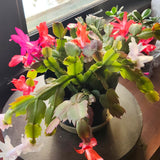 Christmas Cactus Live Plant 4'' Pot, Holiday Blooming Houseplant for Pot, Hanging Baskets, Indoor Outdoor Planting (Mixed Christmas Cactus)