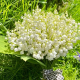 10 Lily of the Valley Roots for Planting in Summer, Hardy Perennial Flower Bulbs, Reblooming Spring Flowers for Gardens, Borders, and Outdoor Landscaping