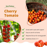 Cherry Red Tomato Plant Live, Tomato Plant Live for Planting, Well Rooted, 8-10 Inc Tall, Sweet Tomatos Seedling for Indoor Outdoor Growing