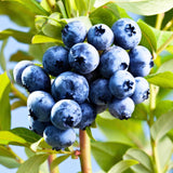 3 Blueberry Plants Live for Planting Outdoor, Blueberry Bushes Live Plant 1 Year Old, Blueberry Fruit Trees Live, Highbush Blueberry Plants, 5-10" Tall, No Pot (Tophat Blueberry)