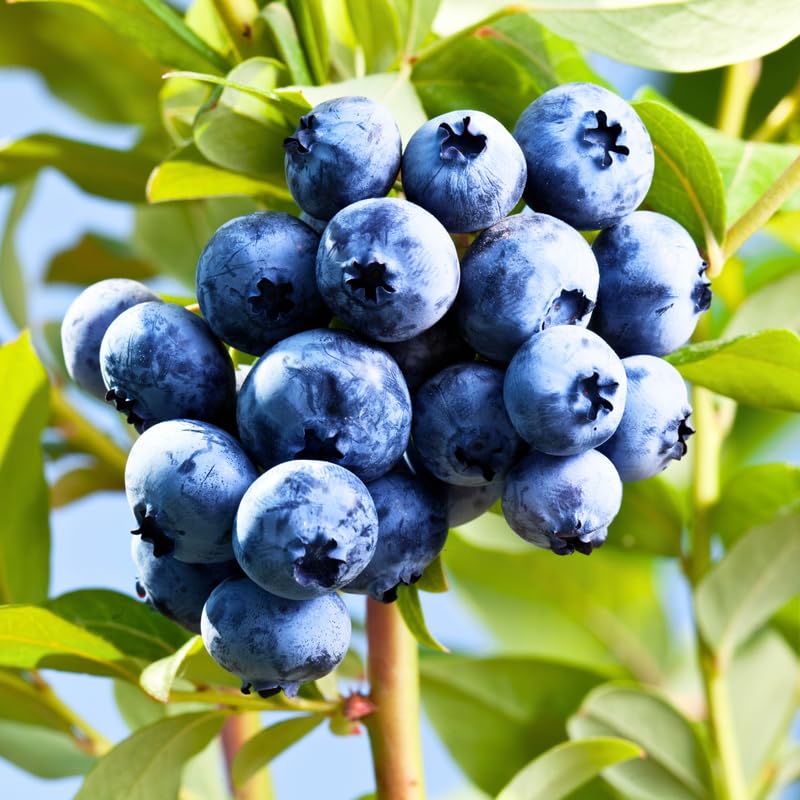 2 Blueberry Plants Live for Planting, Sweet Blueberry Bushes Live Plant, 5 to 10 Inch Height, Fruit Tree Live Blueberry Plant, No Pot (North Blueberry)