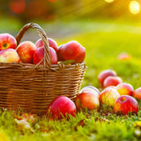 Gala Apple Tree Live Plant 2-3 Feet Tall, Apple Plant Live for Planting, Bareroot, Dormant, Live Apple Tree Plant, Sweet Apple Fruit Tree