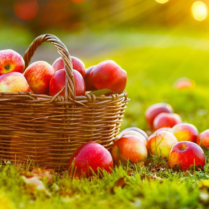 Gala Apple Tree Live Plant 2-3 Feet Tall, Apple Plant Live for Planting, Bareroot, Dormant, Live Apple Tree Plant, Sweet Apple Fruit Tree