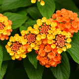 2 Lantana Plants Live, Perennial Live Flowering Lantana, Container Growing 4-9 Inch Tall - Orange