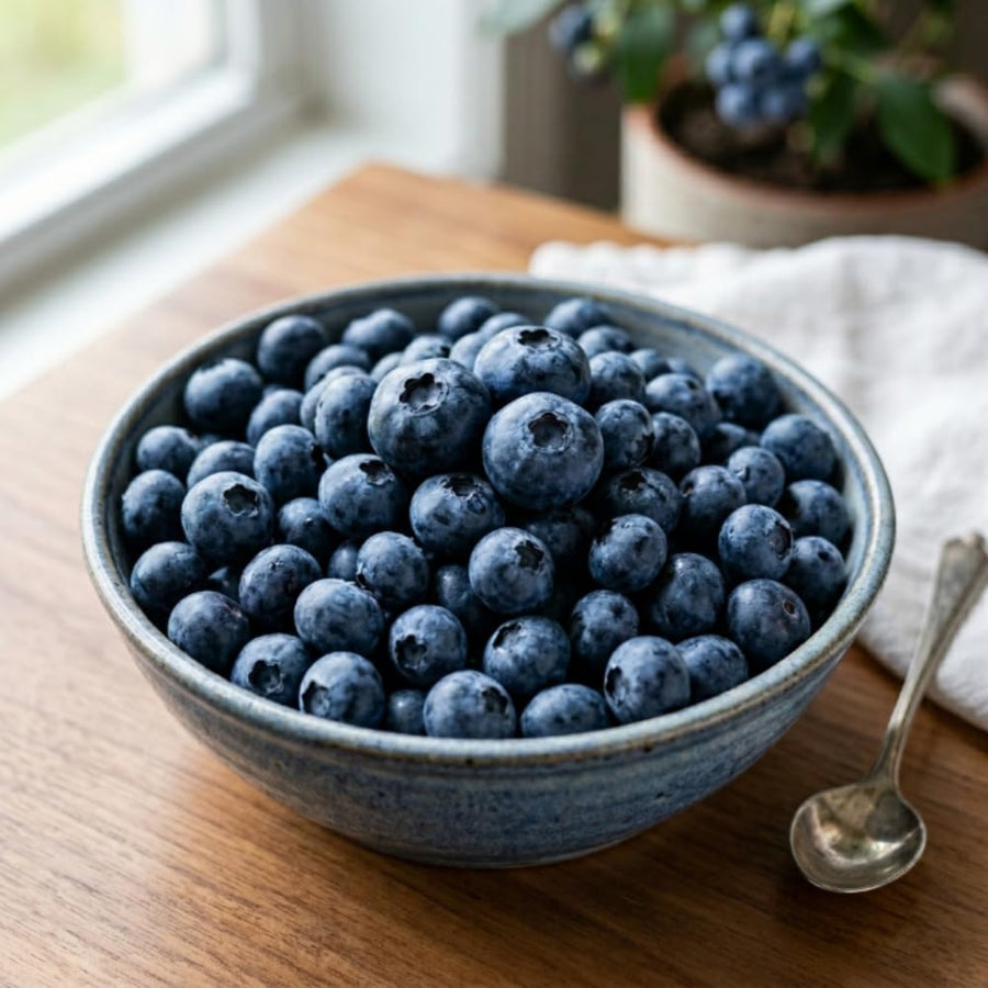 Blueberry Plant Live for Planting, Duke Blueberry Plant, Well Rooted, 6-8 Inc Tall, Berry Shrub for Edible Gardens or Landscapes