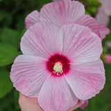 Hibiscus Live Plant, Hardy Hibiscus Flower Plant, Hibiscus Flowering Shrub 5-8 Inch Tall (Pink Blooms)