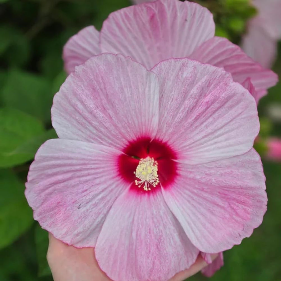 Hibiscus Live Plant, Hardy Hibiscus Flower Plant, Hibiscus Flowering Shrub 5-8 Inch Tall (Pink Blooms)
