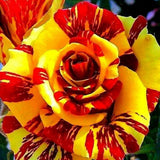 Rare Rose Bush Live Plant - Rose Plant Live to Grow - Bareroot 5-10 Inch Tall - Fragrant Rose Flowers Shrub - No Pot (Stripe Rose)
