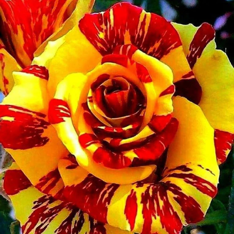 Rare Rose Bush Live Plant - Rose Plant Live to Grow - Bareroot 5-10 Inch Tall - Fragrant Rose Flowers Shrub - No Pot (Stripe Rose)