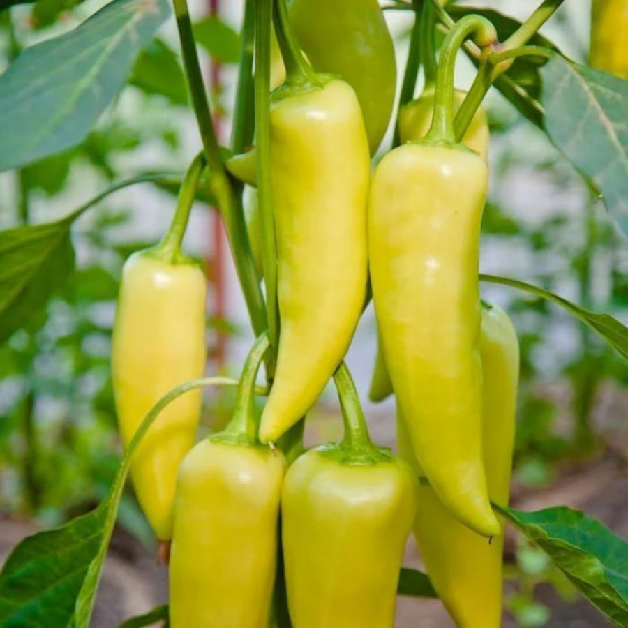 Set of 2 Yellow Banana Pepper Plants Live in Pot, Hot Bird Peppers Plants, 100 Days Old, 6 to 10 Inches Tall