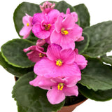 Light Pink African Violets Live Plant in 4" Pot, Starter African Violet for HouseplantIndoor Outdoor Home Decor