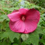 Rose Hibiscus Plant Live, Hardy Hibiscus Flowers for Outdoor Landscapes, 5-9 Inch Height, Ornamental Hibiscus Bush Shrub, Well-Rooted, No Pot