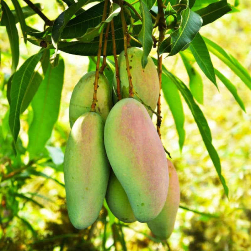 Green Sweet Mango Tree Live, 2 Feet Tall Mango Plant Live in Pot, Tropical Fruit Tree