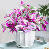 Wandering Jew Live Plant, Pink Tradescantia Nanouk Succulent Plant Live for Growing Hanging Basket Plant, 4 Inc Pot