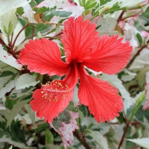 Hibiscus Live Plant, Hardy Hibiscus Flower Plant, Hibiscus Flowering Shrub 5-8 Inch Tall (Variegated Red Blooms)