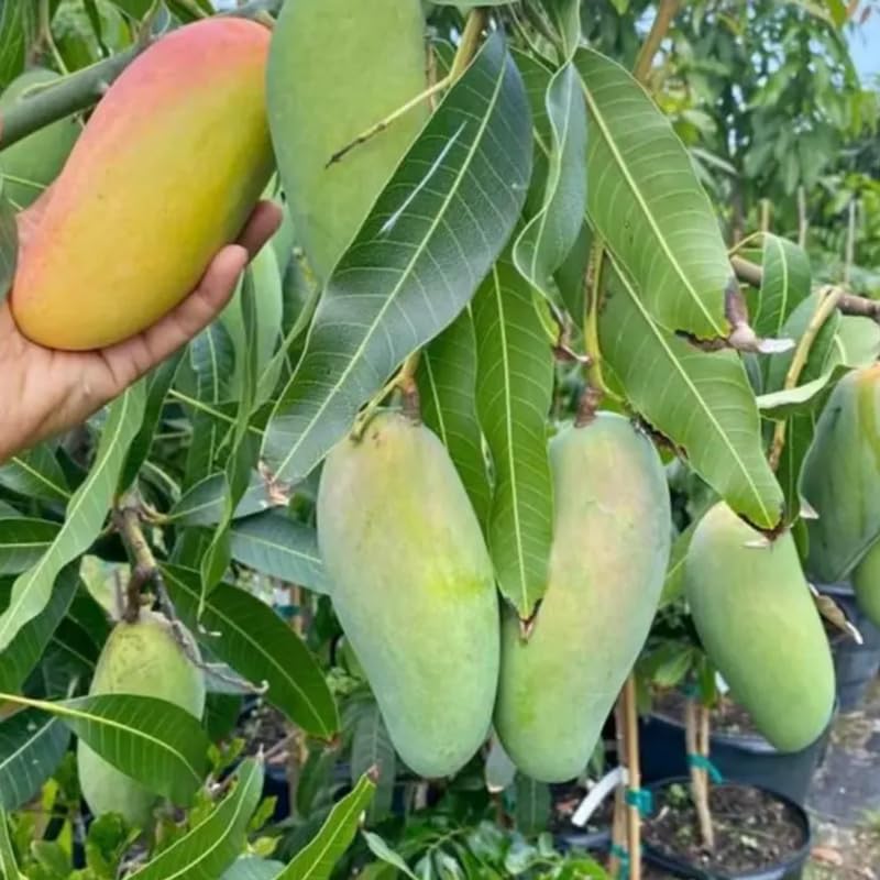 Sweet Mango Tree Live Plant, 2 Feet Tall, Hardy Mango Fruit Tree for Outdoor Planting, Yellow Orange Fruits
