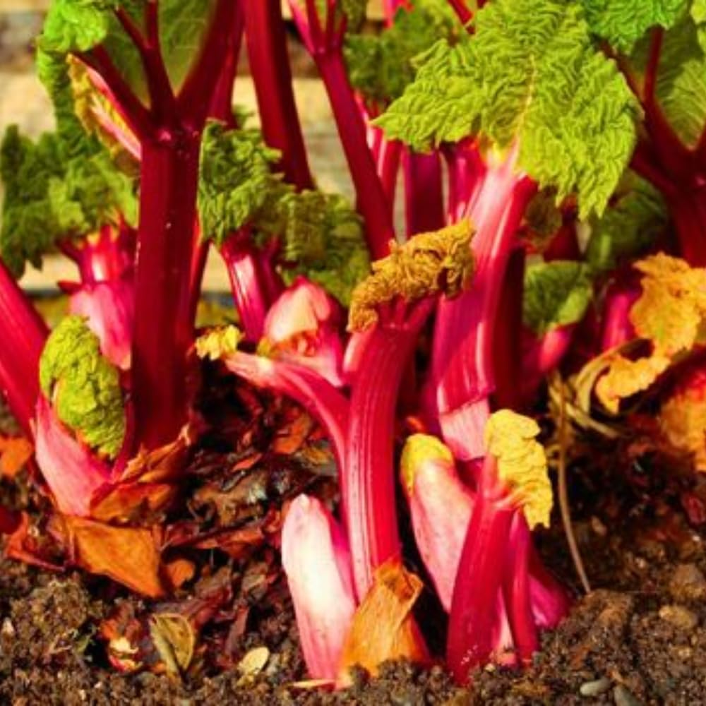 5 Rhubarb Roots for Planting, Bare Root Rhubarb Crowns, Hardy Perennial Vegetable Plants for Outdoor Garden Growing