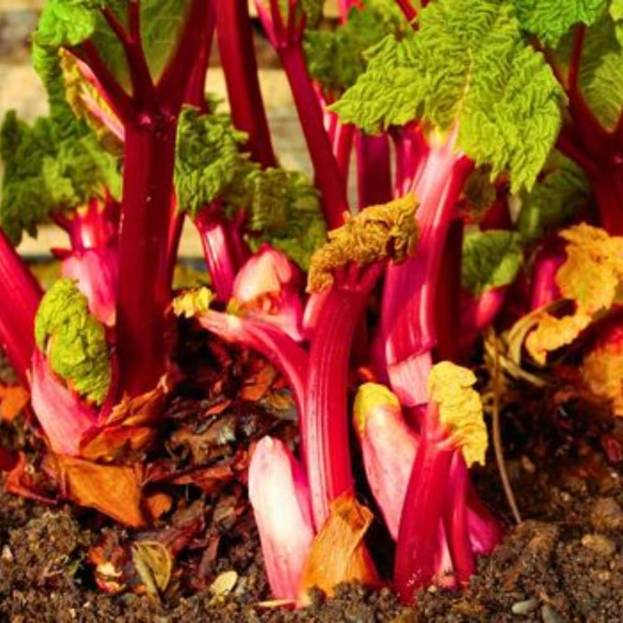 5 Rhubarb Roots for Planting, Bare Root Rhubarb Crowns, Hardy Perennial Vegetable Plants for Outdoor Garden Growing