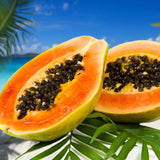 Dwarf Papaya Plant Live Size 8-12" in Gallon Pot, Perfect for Containers, Tropical Fruit for Small Spaces, No CA