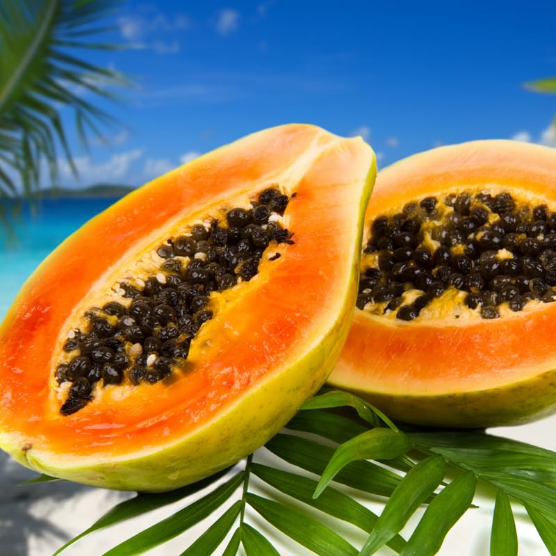 Dwarf Papaya Plant Live Size 8-12" in Gallon Pot, Perfect for Containers, Tropical Fruit for Small Spaces, No CA