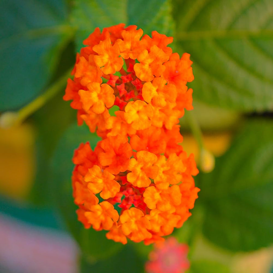 Set 3 Lantana Plants Live for Planting, 6-9 Inch Height, Ornamental Lantana Live Plants Ready to Grow (Yellow Gold Lantana)