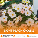 Oxalis Plant Live, Shamrock Spring Flower, 4 Inc Pot, Ornamental Oxalis Plant Live for Indoor Outdoor Garden, 4-8'' Tall (Light Peach)