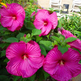 Rose Hibiscus Plant Live, Hardy Hibiscus Flowers for Outdoor Landscapes, 5-9 Inch Height, Ornamental Hibiscus Bush Shrub, Well-Rooted, No Pot