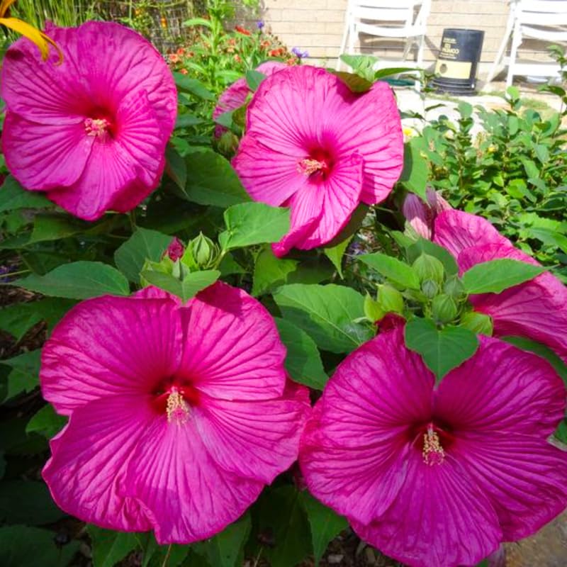Rose Hibiscus Plant Live, Hardy Hibiscus Flowers for Outdoor Landscapes, 5-9 Inch Height, Ornamental Hibiscus Bush Shrub, Well-Rooted, No Pot