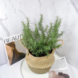 Indoor 10" Rosemary Plants Live in 4" Pot, Rosemary Bush for Indoors Outdoor Planting, Well-Rooted and Fragrant