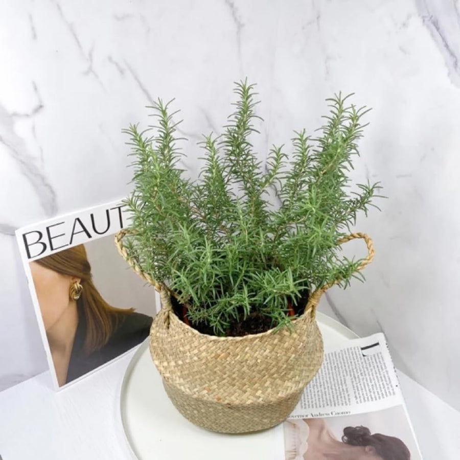 Indoor 10" Rosemary Plants Live in 4" Pot, Rosemary Bush for Indoors Outdoor Planting, Well-Rooted and Fragrant
