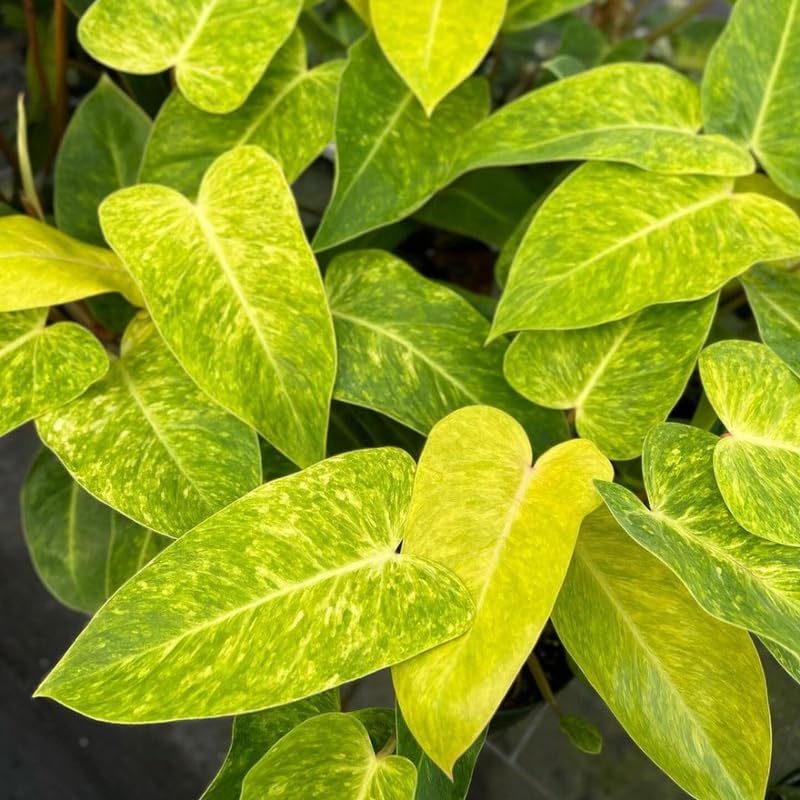 2 Rare Philodendron Live Plants Varieties Collection, Philodendrons Plants Size 5-9 Inc for Indoor Houseplant Décor, Ornamental Tropical Well-Rooted (Lady Philodendron Plants)