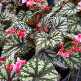 Combo 3 Summer Begonia Angel Wing Plants Live, Begonia Maculata Live Plant, Begonias Live Plants Outdoor, 4 to 8 Inc Tall