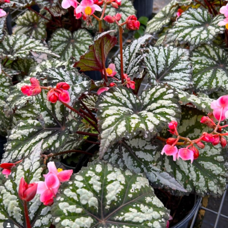 Combo 3 Summer Begonia Angel Wing Plants Live, Begonia Maculata Live Plant, Begonias Live Plants Outdoor, 4 to 8 Inc Tall