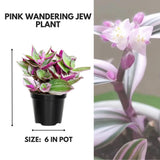 Pink Wandering Jew Live Plant, Tradescantia Nanouk Live Houseplant, Rare Nanouk Pink Wandering Jew Live Plants Indoor (6 Inch Pot)
