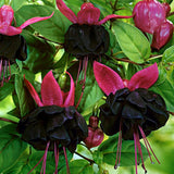 Black Fuchsia Plant Live, Hanging Basket Flower, 4-9" Tall, Hardy Fuchsia Vine for Shade Gardens, USDA Zones 8-11
