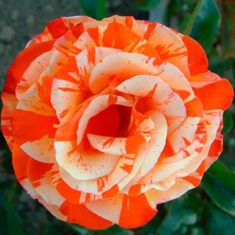 Rose Bush Live Plant - Rose Plant Live Shrub - Bareroot with Soil 5-10 Inch Tall - Fragrant Rose Flowers Heirloom Rose Shrub - No Pot (Rare Orange Rose)