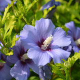 Set 5 Rose of Sharon Bare Roots Plant, Assorted Rose of Sharon Tree Live Plant, 1-2 Feet Tall Bare Roots, Hardy Althea Flowers for Indoor Outdoor Planting