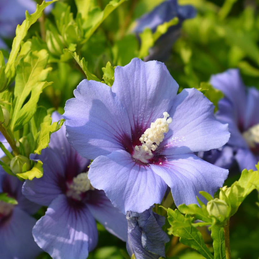 Set 5 Rose of Sharon Bare Roots Plant, Assorted Rose of Sharon Tree Live Plant, 1-2 Feet Tall Bare Roots, Hardy Althea Flowers for Indoor Outdoor Planting