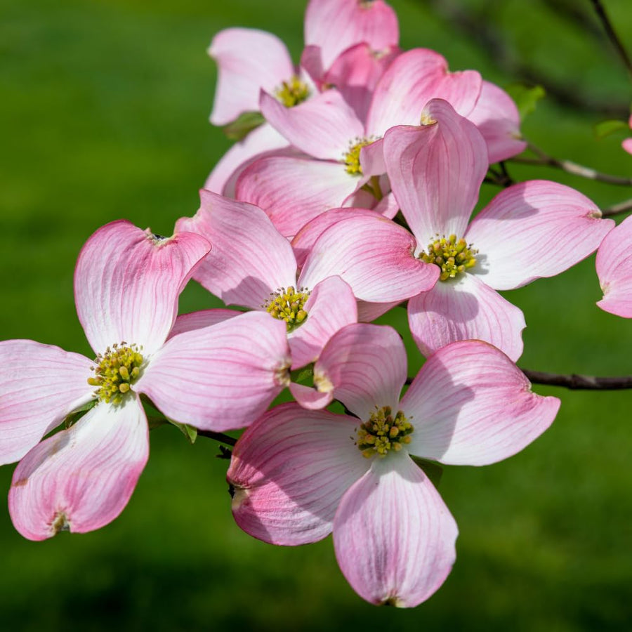 Pink Dogwood Plant Live, Quart Pot, Dogwood Flower Live Plant, Shrub Garden, 4 to 6'' Tall