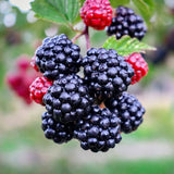 Thornless BlackBerry Plants Cuttings, Well Rooted Cutting 4 Inches Tall, Sweet Berries and High Yield for Edible Garden, Ready for Planting