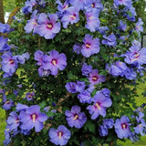 Purple Althea Plant, Quart Pot, 6-12 Inch Plants Rose of Sharon Flowering Shrub, Hardy Hibiscus Flower Plant for Outdoor Landscapes