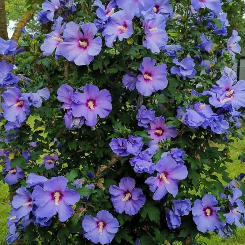Purple Althea Plant, Quart Pot, 6-12 Inch Plants Rose of Sharon Flowering Shrub, Hardy Hibiscus Flower Plant for Outdoor Landscapes