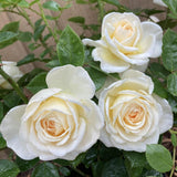 Rose Plant Live, Rose Bush Live Plant for Planting Your Garden, 5-9" Height Well-Rooted, Fragrant Flowers Vibrant Blooms (White Rose)