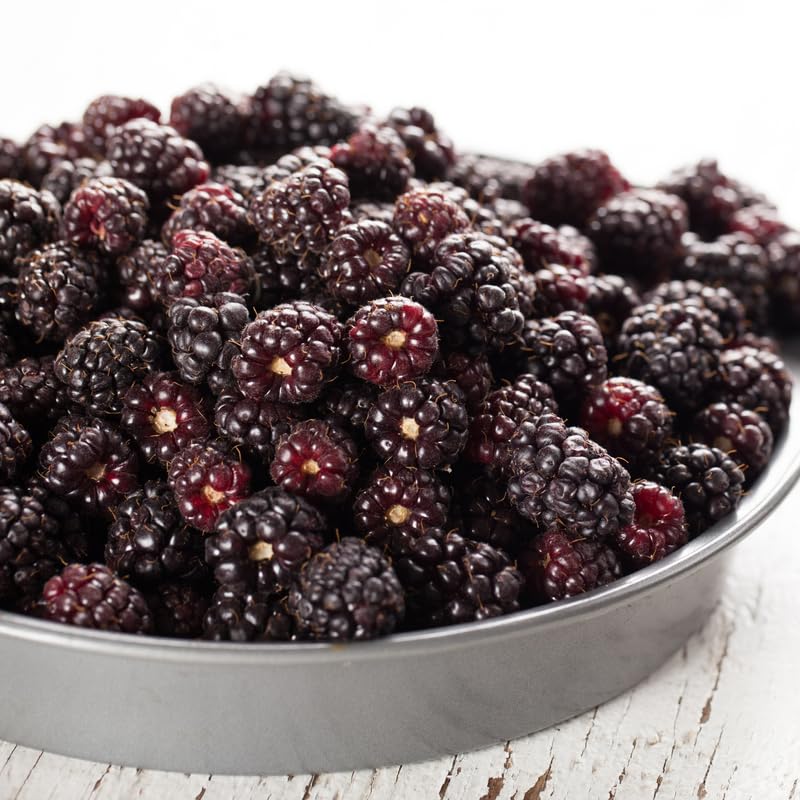 Pack 2 Boysenberry Plants Live, Size 5-9 Inch Tall, Boysenberry Fruit Trees Live Plants, Boysenberry Seedlings