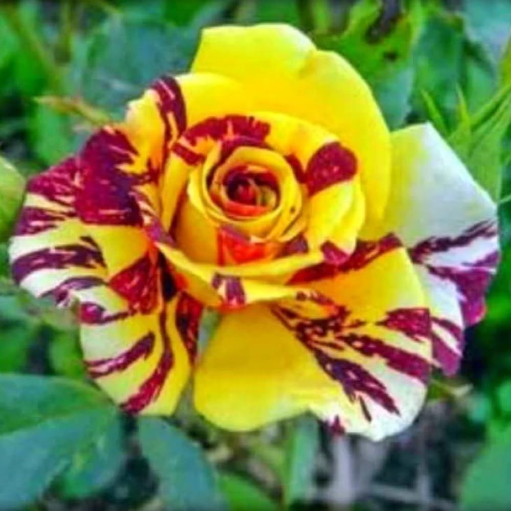 Stripe Rose Bush Live Plant - Rose Plant Live to Grow - Bareroot with Soil 7-10 Inch Tall - Fragrant Rose Flowers Hybrid Tea Rose