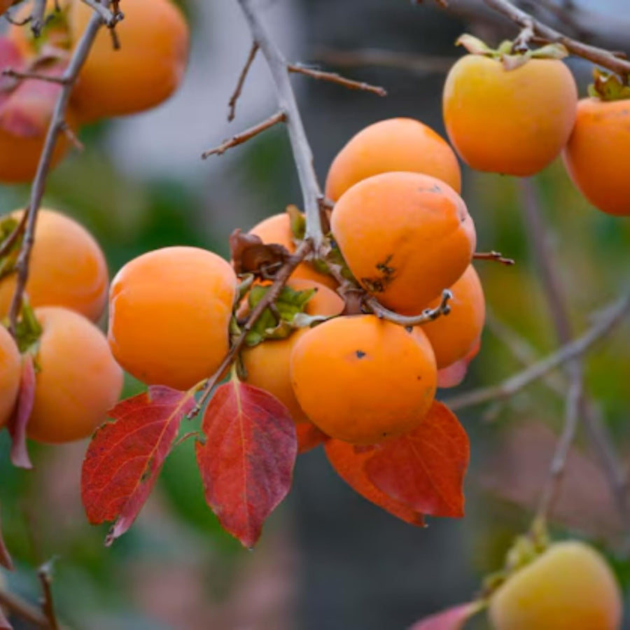 Potted Persimmon Fruit Trees Live Plants, 6 to 12 Inches Tall, Cold Hardy, American Persimmon Tree