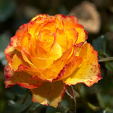 Fragrant Rose Bushes Plant Live, Orange Rose Climbing Flower Trees, Bright Orange Live Roses Bushes Bare Root Ready to Plant, 5-10 Inc Tall